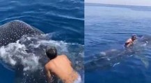 Un hombre saudí salta sobre un tiburón ballena y lo ‘cabalga’ mientras se aferra a su aleta dorsal