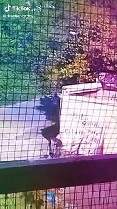 2020-05-27_@drachenlordrw_6831542561811860741