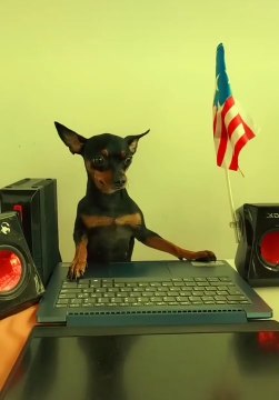 CUTE DOGS- PERROS GRACIOSOS Y DIVERTIDOS #1