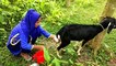 New Style Goats Milking by Hand | Village Girl milking