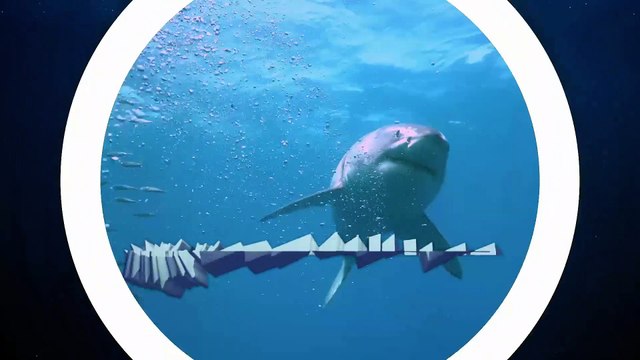 Amazing Facts About The GREAT WHITE SHARK in 2020!
