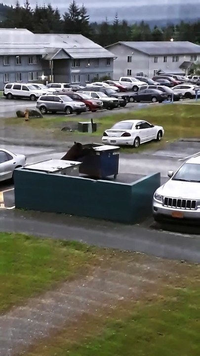 Hungry Bear Dumpster Dives