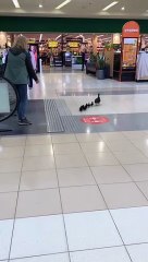 Family of Ducks Stroll through Shopping Center