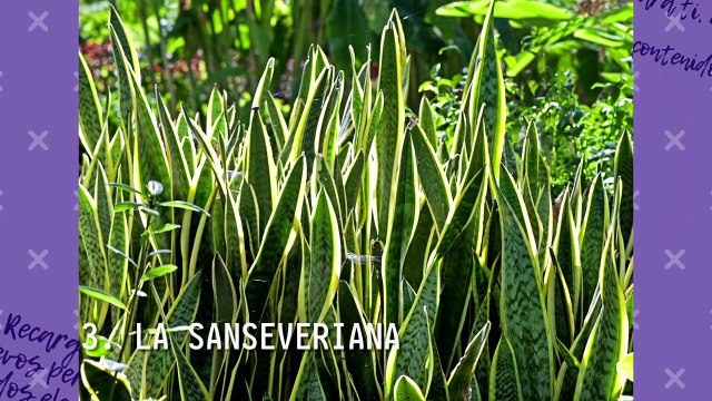Jardinería | Las plantas de interiores y los beneficios que nos pueden traer en nuestro hogar - Nex Panamá