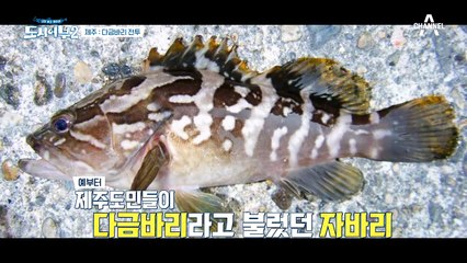 ＊다금바리에 대한 모든 것* 우리나라에선 잘 잡히지 않는 다금바리가 따로 있다?!
