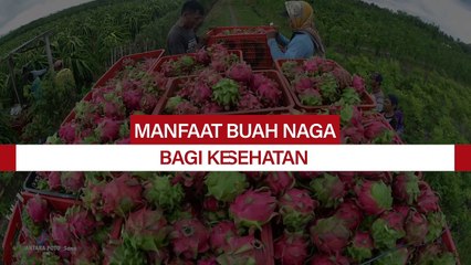Petani memanen buah naga.