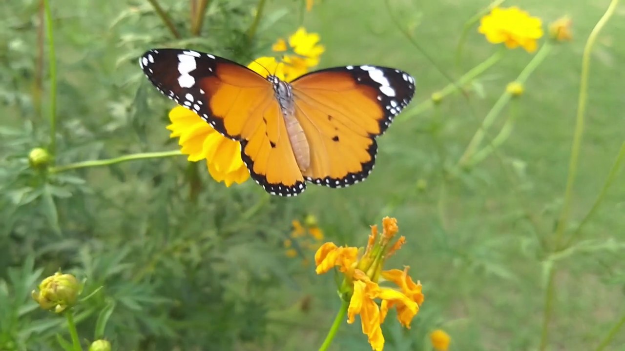Butterflies Video 02 || No Copyright Video & Music Free download || Everything