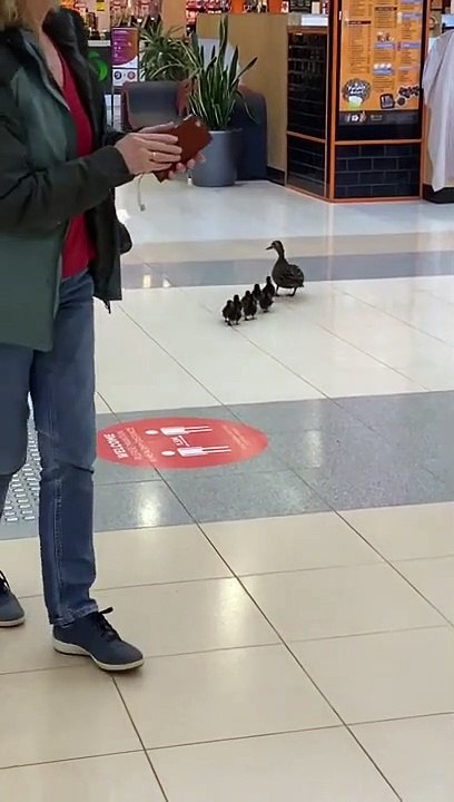 Cette famille de canards a décidé d'aller faire du shopping
