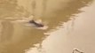 Cette maman rat traverse les inondations pour sauver ses petits