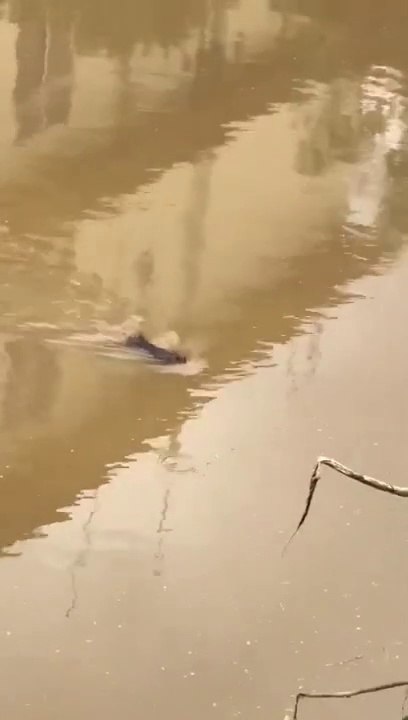 Cette maman rat traverse les inondations pour sauver ses petits