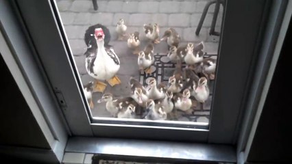 Cute Duck Babies fun(lovenature).