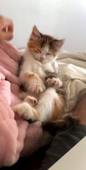 Little Kitten Sleep Walks While Nodding Off
