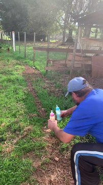 Adorable Lambs Sprint to Owner for Breakfast