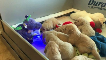 Golden Retriever Puppies Enjoying Story Time From a Dragon