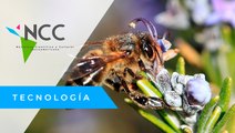 ¿Cómo afecta el uso de plaguicidas a las abejas y a sus colmenas?