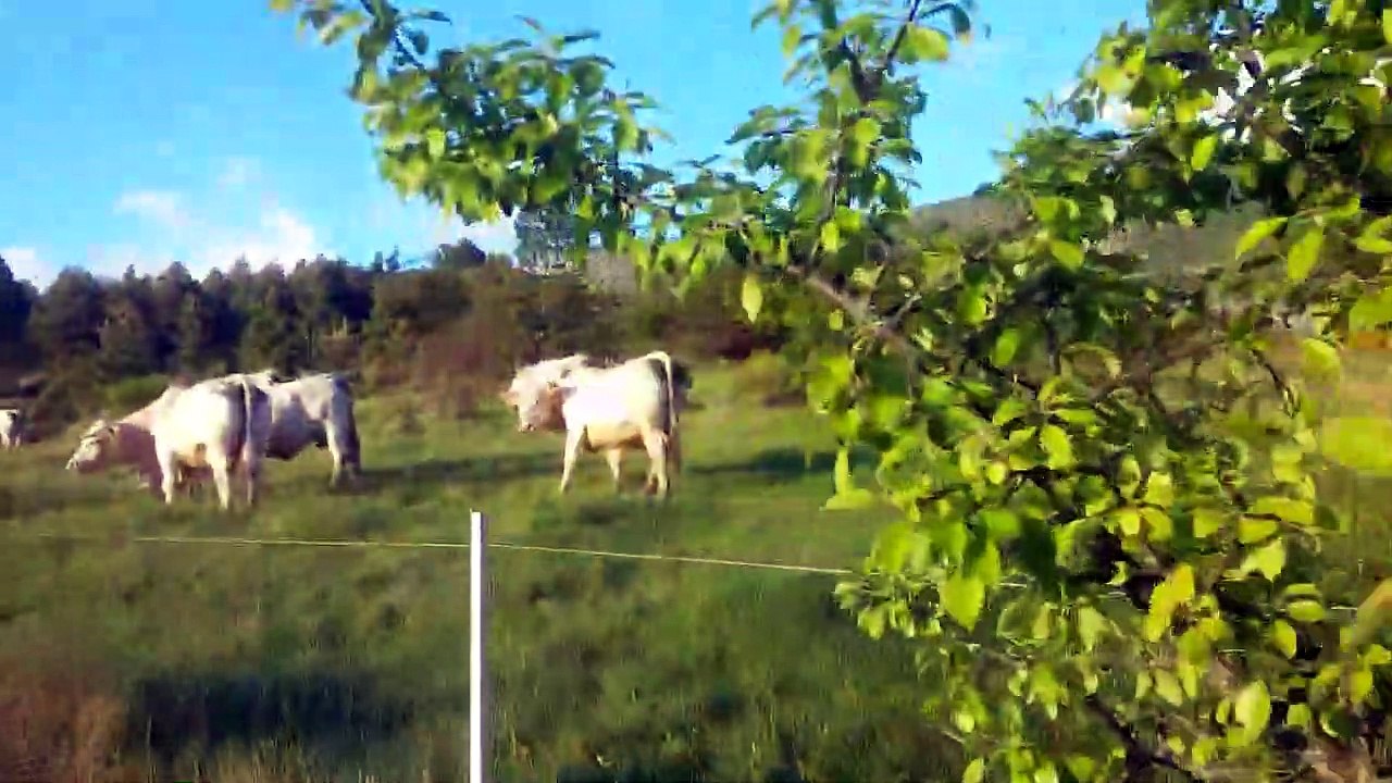 28.5.2019 - Interlude  - les vaches