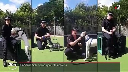 Londres : les enlèvements de chiens se multiplient