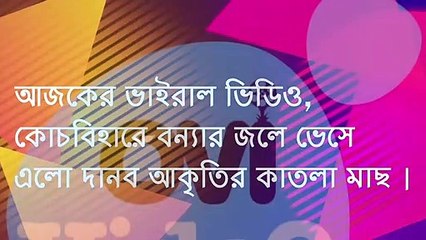 আজকের ভাইরাল ভিডিও, কোচবিহারে বন্যার জলে ভেসে এলো দানব আকৃতির মাছ