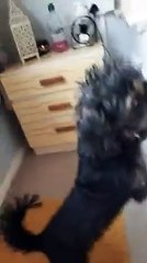 Perrito se vuelve viral luego de ser sorprendido con la dentadura de su dueña