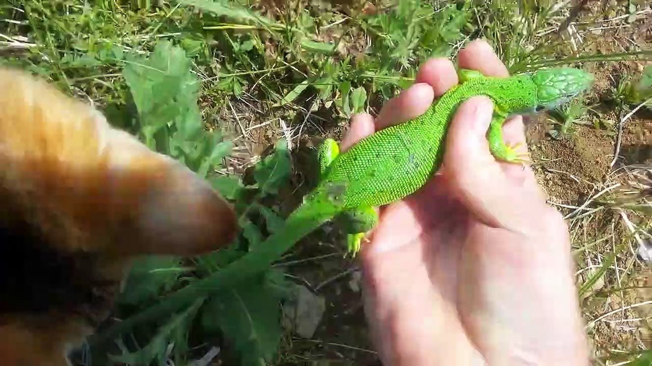 8.6.19 - Le bonjour du lézard vert