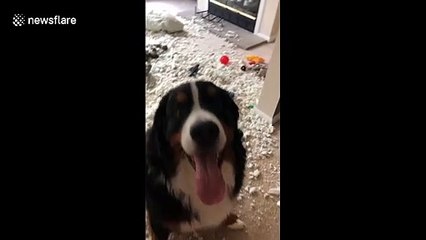 'No shame!' Dog in New York makes a mess and shows no remorse
