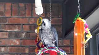 Parrot precisely imitates the sound of water
