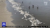 [이슈톡] 태안 안면도 해변에 죽은 전어 떼 발견