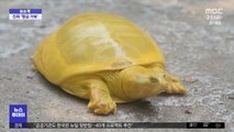 [이슈톡] 인도와 네팔에서 '황금 거북' 잇달아 발견