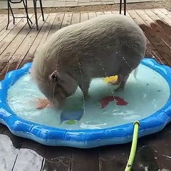 Pig Beats the Summer Heat