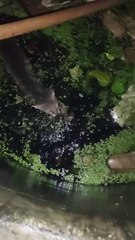 Rescuing a Cat from a Well