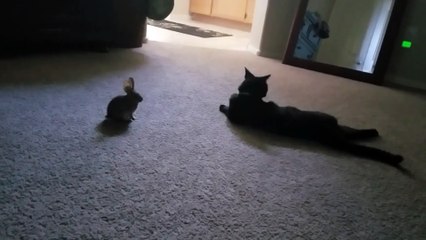 Cat Brought Home a Bunny