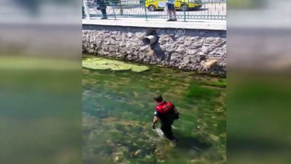 Muğla'da su kanalına düşen yavru kediyi itfaiye kurtardı