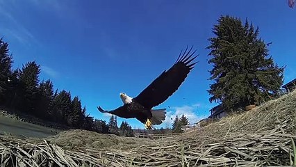 Birds preying unique scene