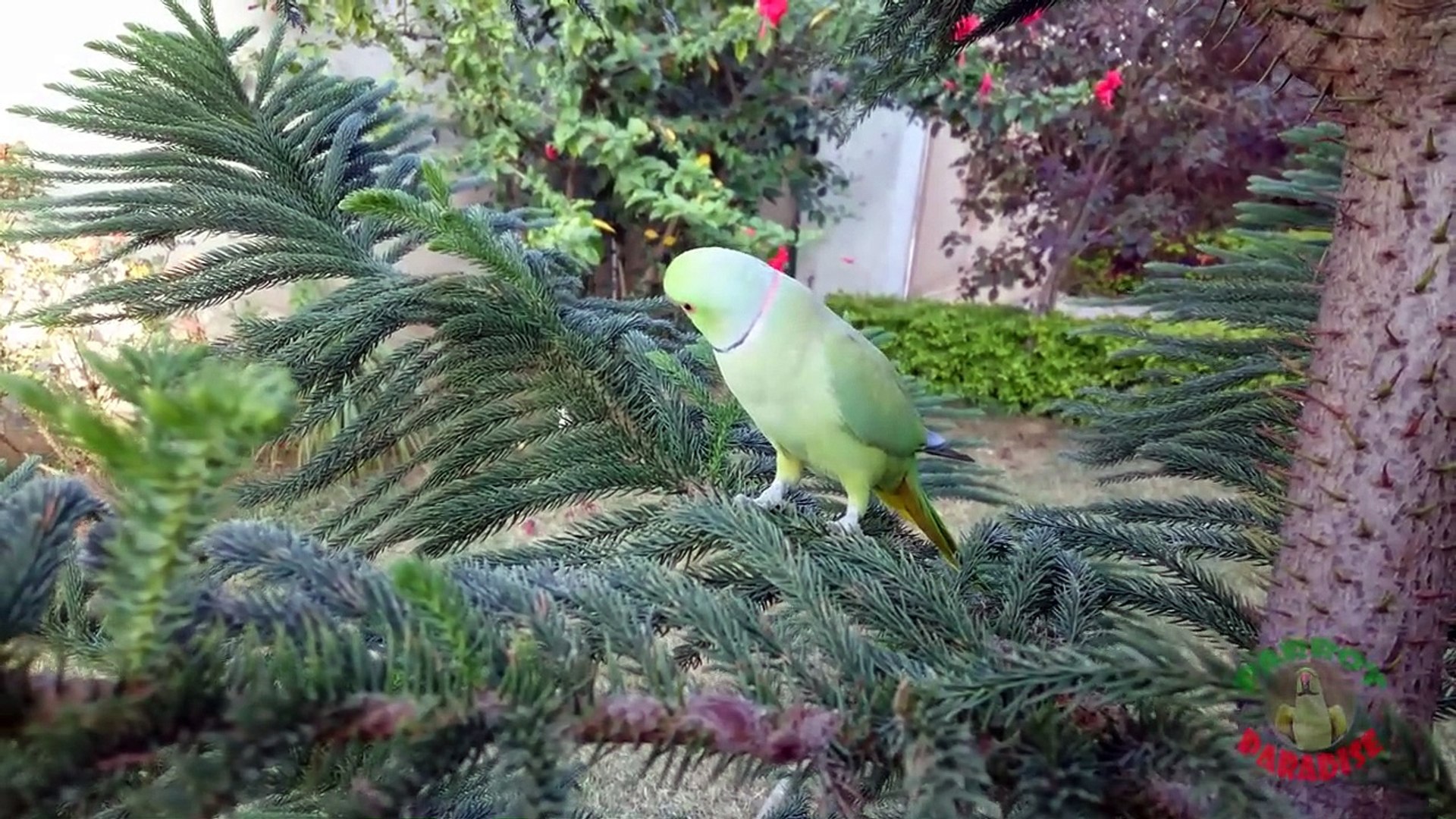 Parrot in 4K Ultra HD