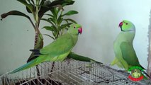 Parrots Fighting for Food
