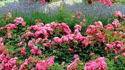 Beautiful Rose Garden - The Most Beautiful Roses in the world