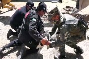 Huancayo: Perritos que cayeron a buzón de desagüe fueron rescatados por serenazgos