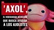 'Axol', el videojuego mexicano que busca ayudar y rescatar a los ajolotes