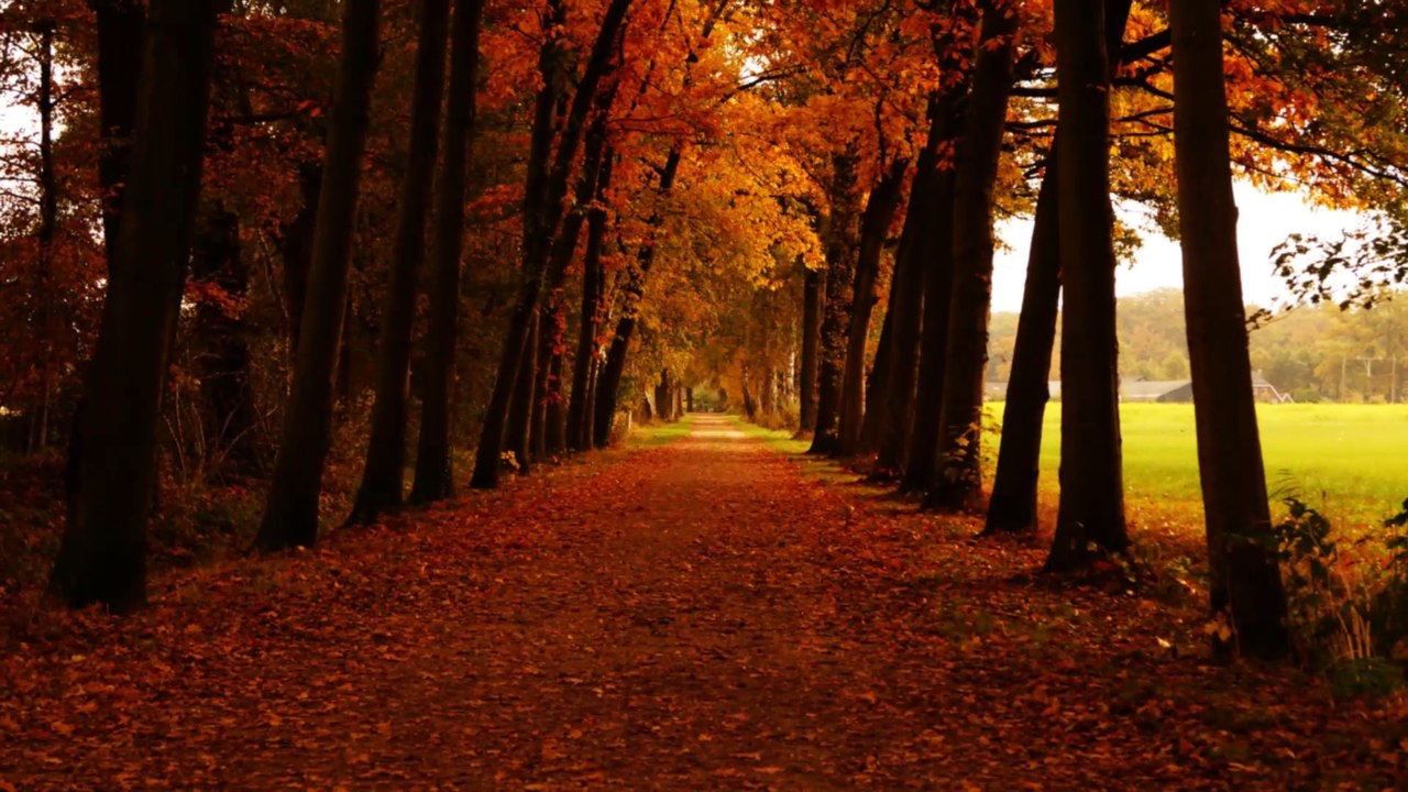 Beautiful trees|| Top most beautiful trees in the world || Amazing trees