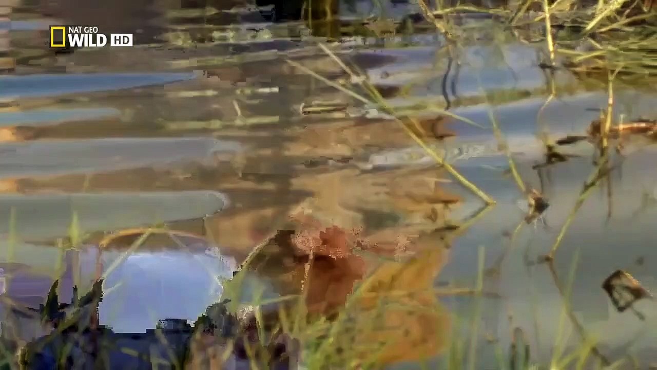 [African Lion Diary][Full-Length Documentary] Game of Lions: Journey Of Young Males To Be King | Nat Geo Documentary #DocuEngsubChannel