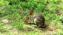 Rabbit Life - Relax Like a Cottontail