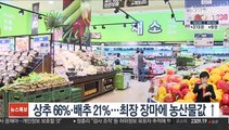 상추 66%·배추 21%…최장 장마에 농산물값 ↑