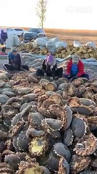 Harvesting Sunflowers -How To Harvest Sunflower Seeds