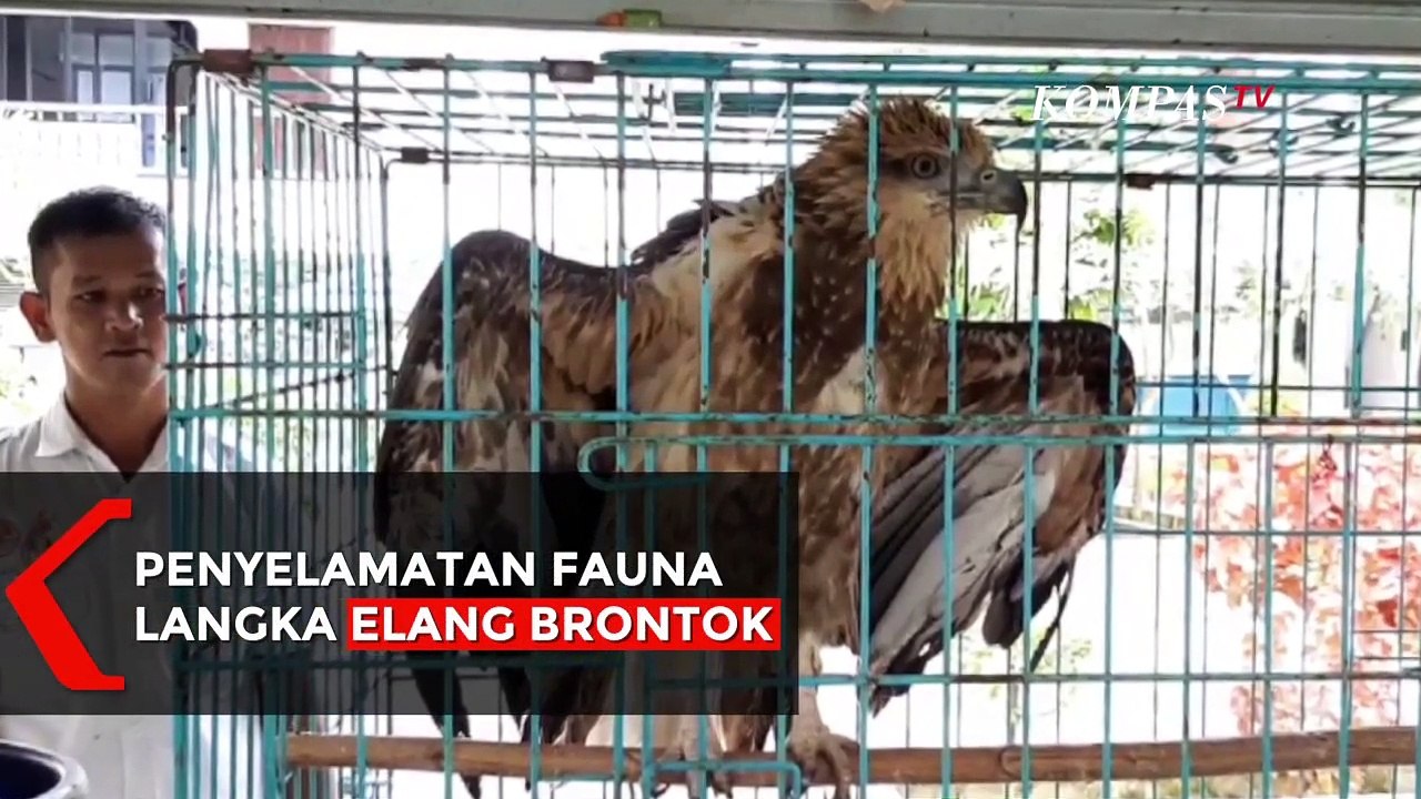 Evakuasi Elang Brontok, Salah Satu Fauna Langka di Indonesia