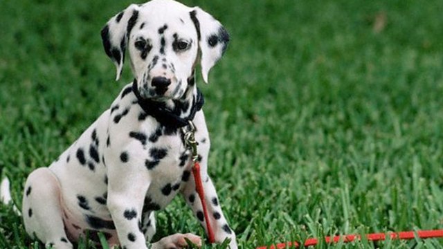 Il emmène son dalmatien chez le vétérinaire, la radio révèle l'impensable