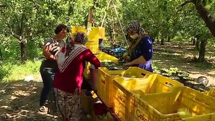 Üreticiler 'Santa Maria' cinsi armutta yüksek rekolte bekliyor (1) - BURSA