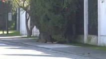 Sexto puma que es atrapado en un barrio residencial de Santiago de Chile