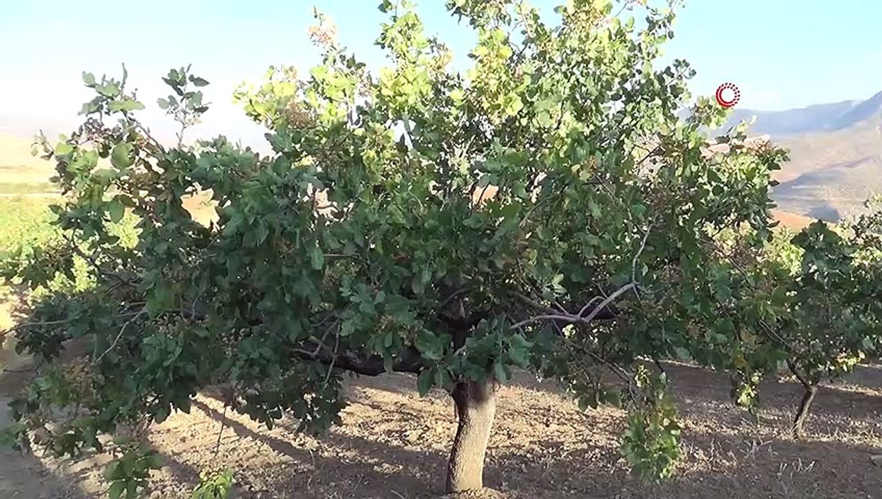 Ülke ekonomisine 10 milyar lira katkı sağlıyor, üreticiler hasada hazırlanıyor