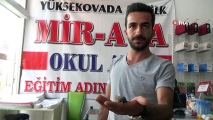 Yüksekova'da kuş büyüklüğündeki kelebek görenleri şaşırttı