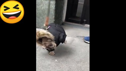 Perro actúa de forma increíble 